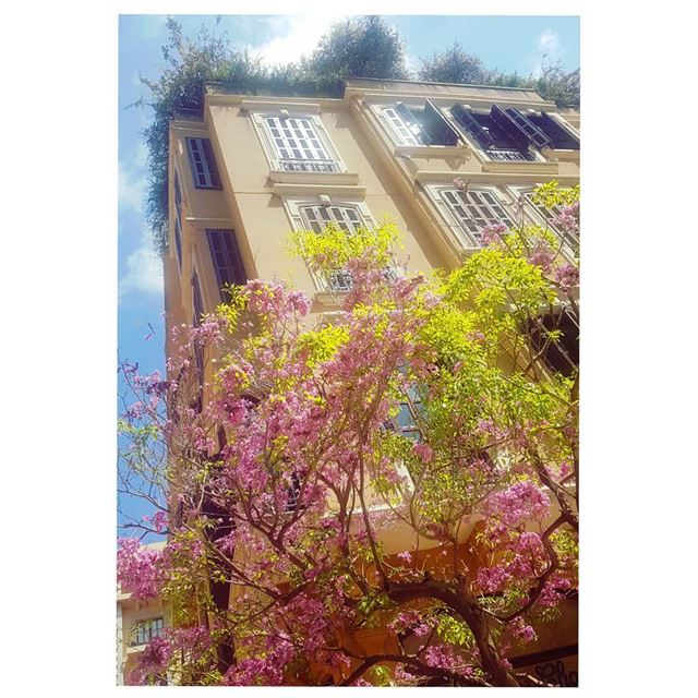 Blossom🌸🍃--- TakeMeTo  Downtown  Beirut  Blossom Lebanon spring... (Downtown Beirut)