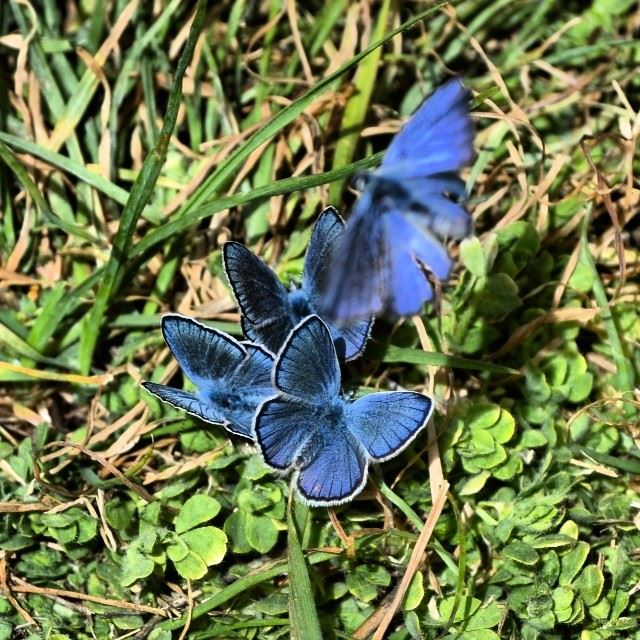 Blue!!!Beautiful butterflies. Shot taken by me. (  proudlylebanese ...