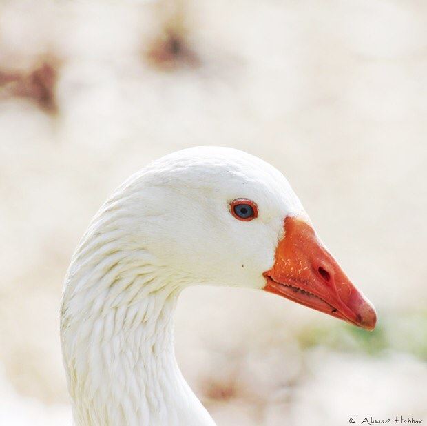 Blue eye 💙 geese  bird  blue  eye  blueeyes  meditation  sideview ... (Beqaa Governorate)