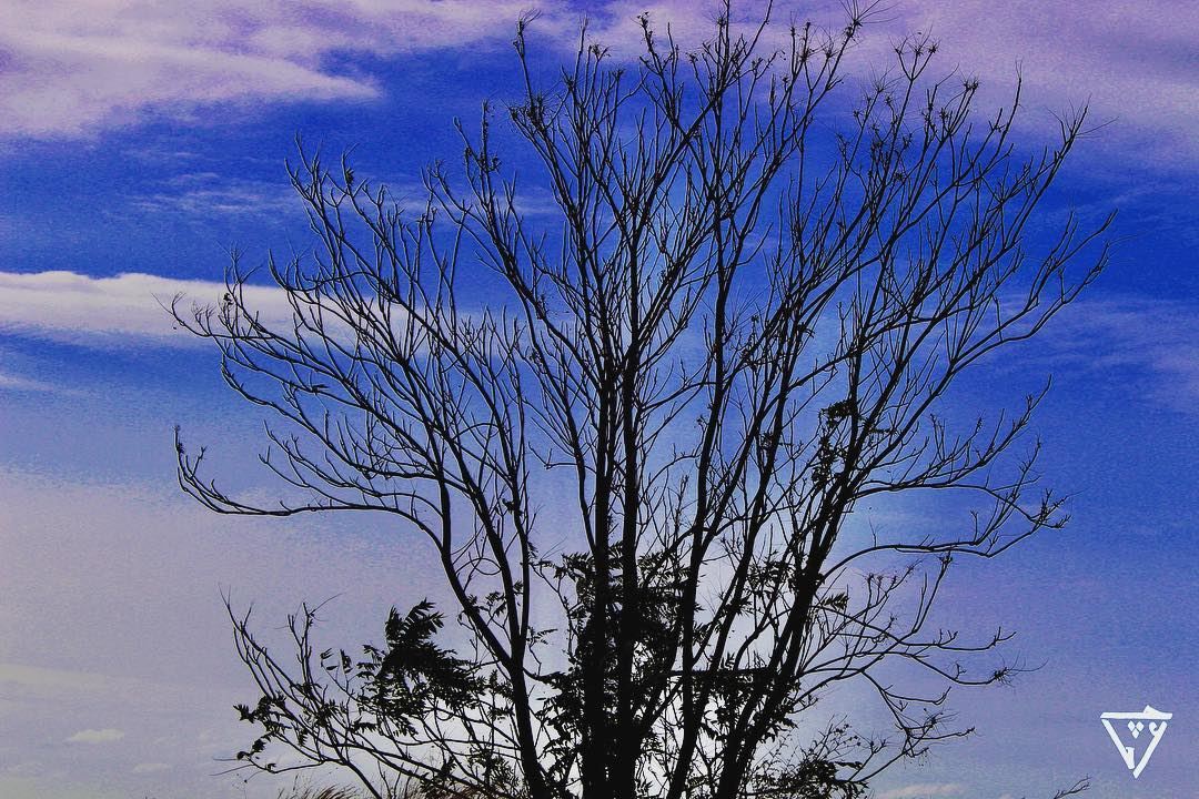 blue sky 🌌 + dead tree 🌲 = winter ❄️  wildlifephotography ...