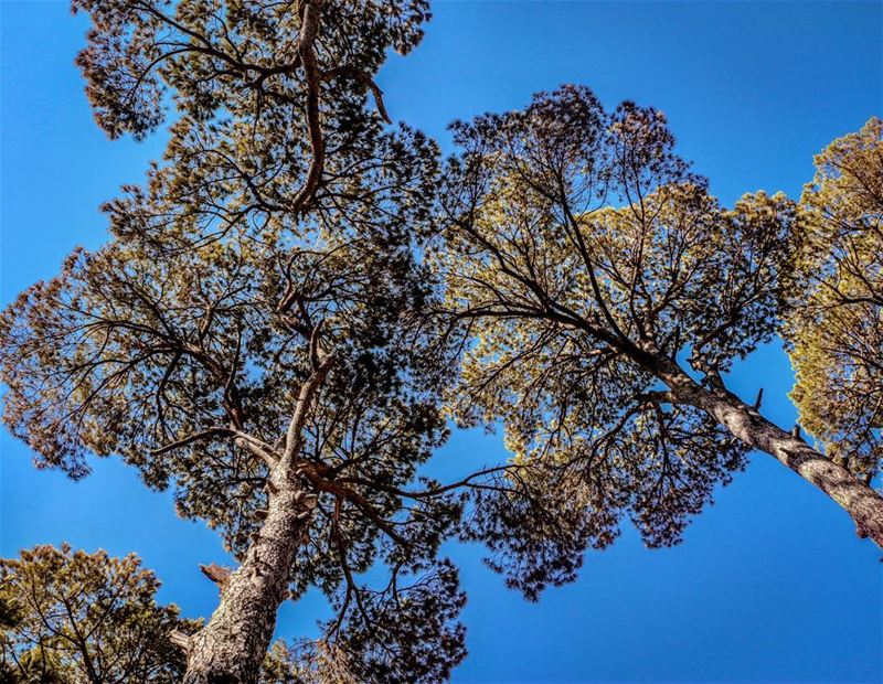 Blue sky & green trees 🌳🌝➡ PEACE 🤗 LaMaisonDeLaForet  Nature ...