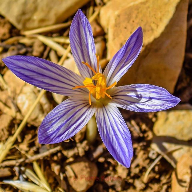  blue  yellow  flower on the  top of the  mountain  lebanese  lebanon ...