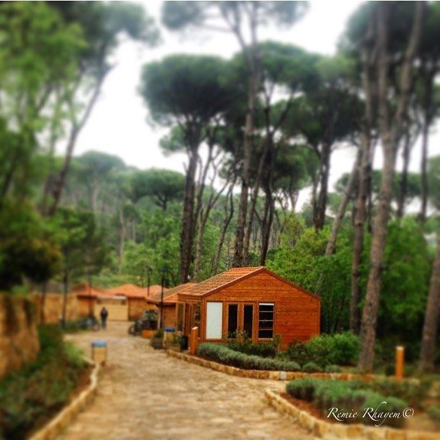 ~Blurry dreams 💭~ (La Maison de la Forêt)