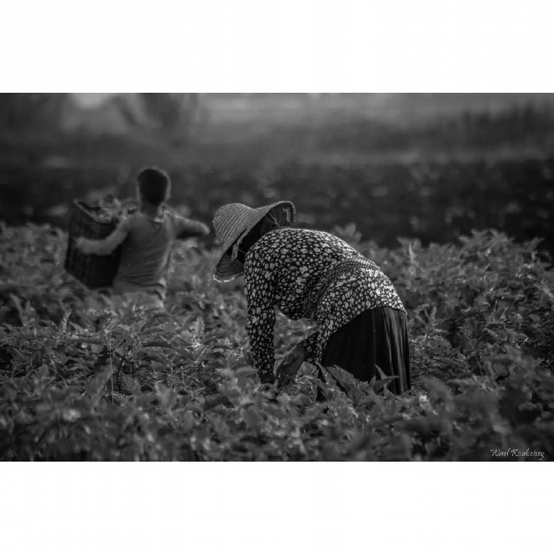  bnw  blackandwhite  farmers  photography  woman  farmer  farming  people ... (Akar, Liban-Nord, Lebanon)