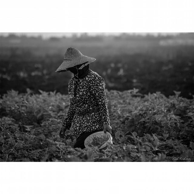  bnw  blackandwhite  farmers  photography  woman  farmer  farming  people ...