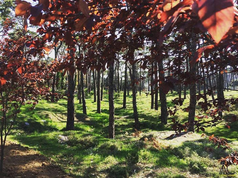  bologna  lebanon  wood  colorfultrees   livelovelebanon  livelovebeirut ... (Bois De-Boulogne, Mont-Liban, Lebanon)