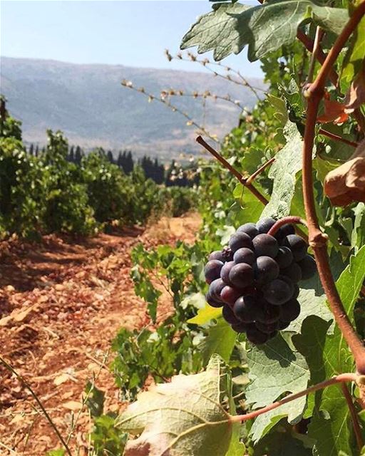 Bom dia diretamente do Chateau Kefraya @chateaukefraya_officiel,... (Château Kefraya)