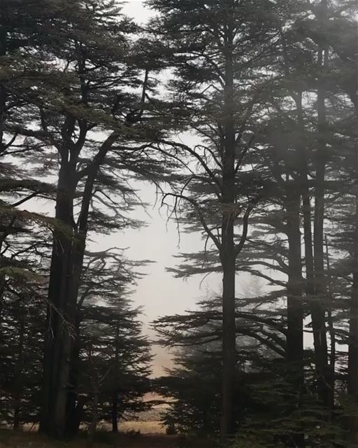 Bom dia diretamente do mágico bosque dos cedros do Líbano! 🇱🇧 Good... (Cedars of God)