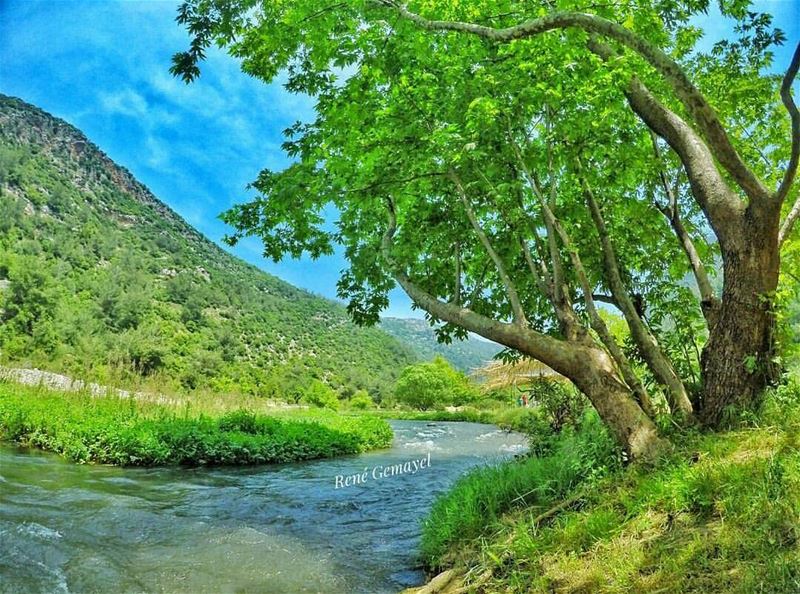 Bonjour 💚 From Oyoun Al Samak by @rene_gemayel 😍💚😍💙😍💚😍💙😍💚😍💙 ...