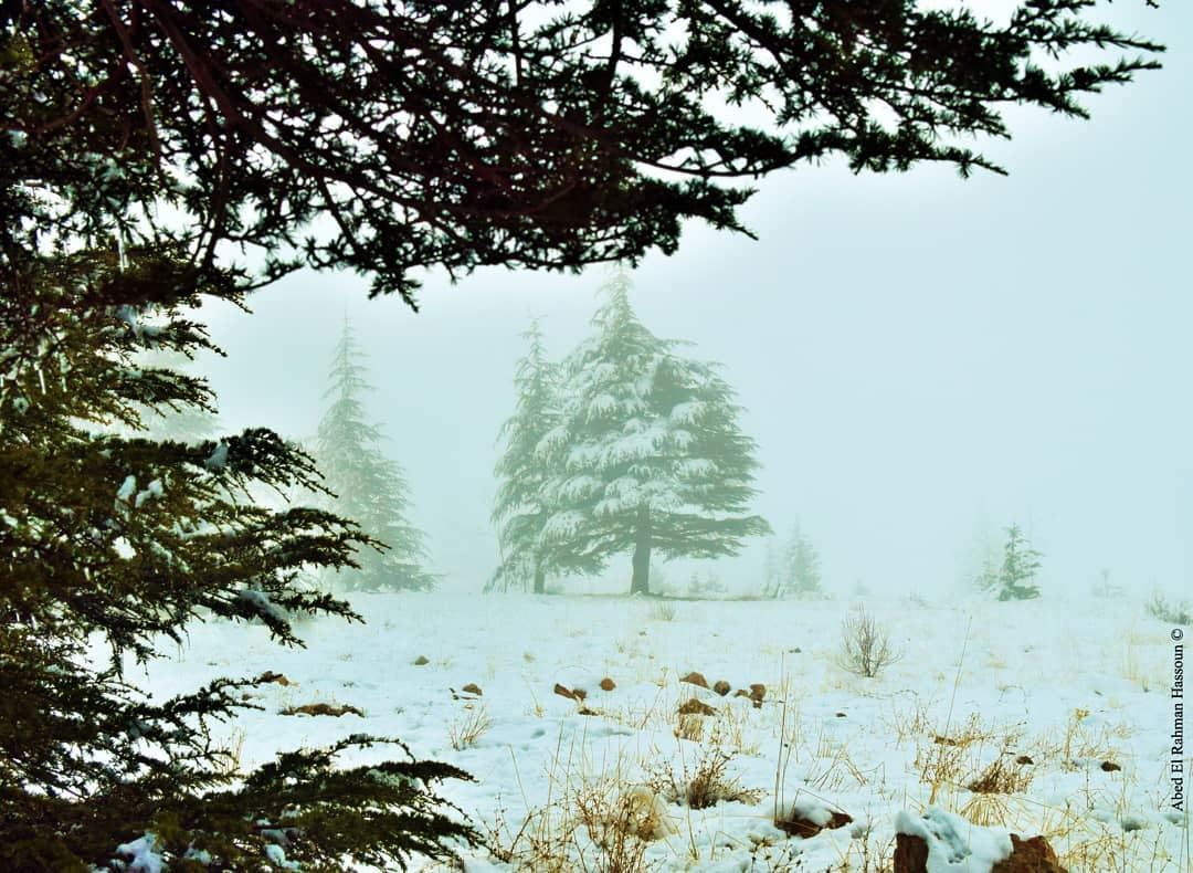 Bonjour ❄🌲❄🌲❄  Winter  AlArz  Cedars  Bsharri  Lebanon  Lebanese  ... (El Arz, Liban-Nord, Lebanon)
