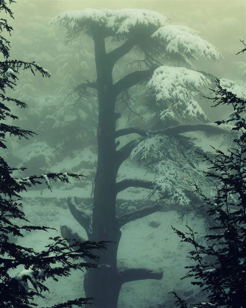 Bonjour ❄🌲❄🌲❄  Winter  AlArz  Cedars  Bsharri  Lebanon  Lebanese  ... (The Cedars of Lebanon)
