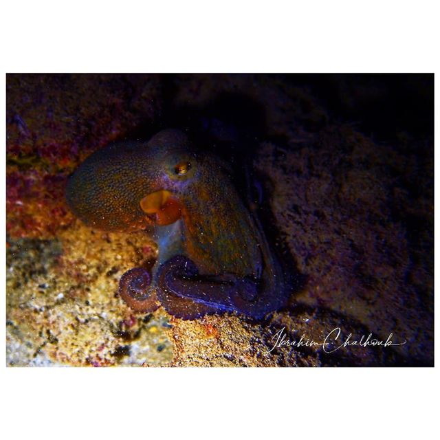 Boo -  ichalhoub was shooting an  octopus  underwater at  night while ...
