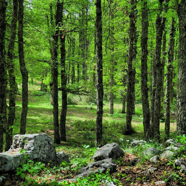 Born again 🌳🌳🌳 trees  green  spring  nature  outdoors  akkar  qammoua ... (غابة العزر-القموعة)