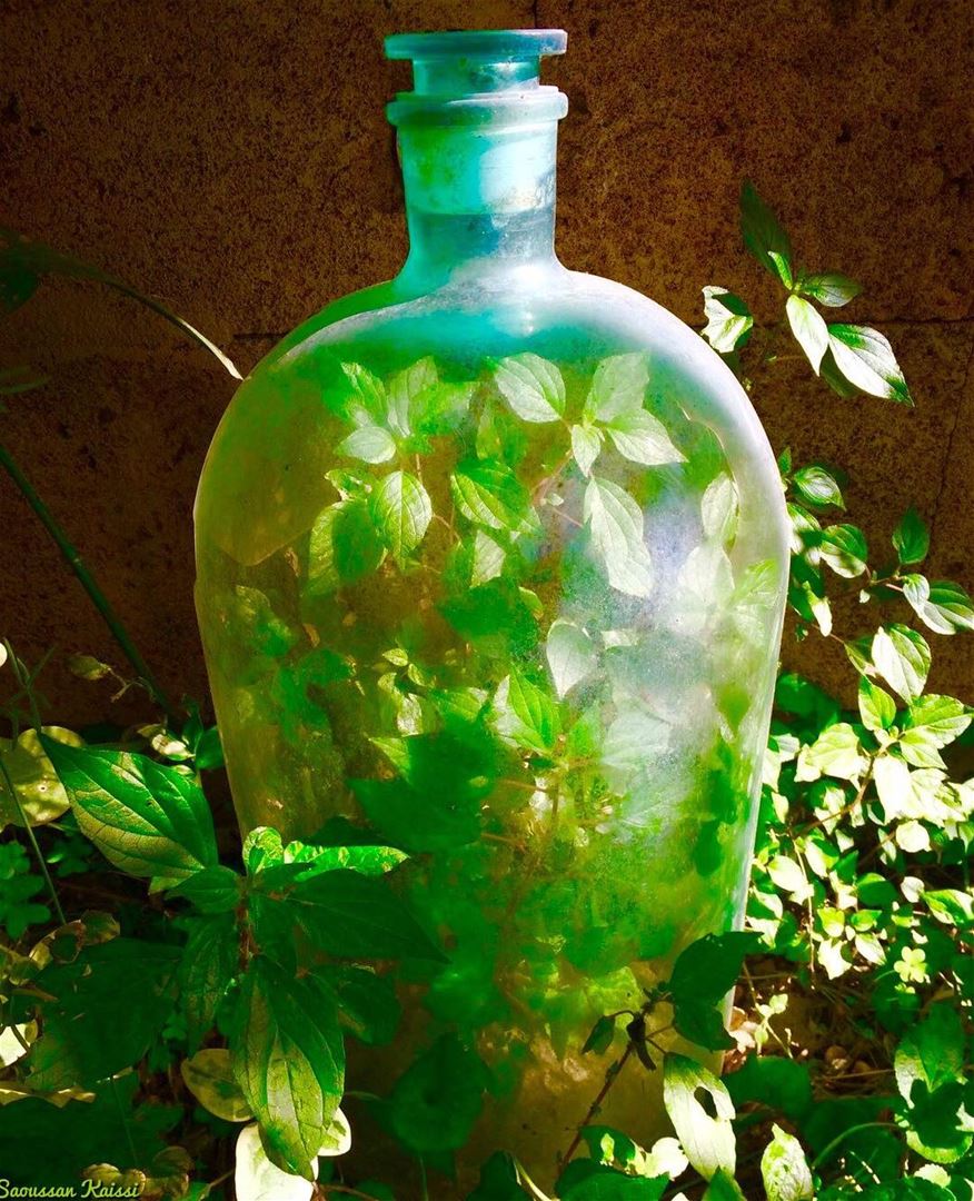  bottle  green  plantinabottle  mygarden ...