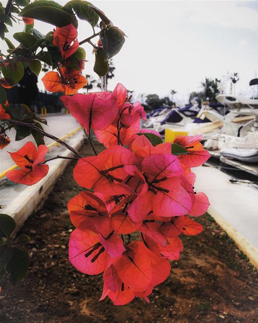 Bougainvillea by the  seaside  flowers  flowerpower  flowersandmacro  boat...