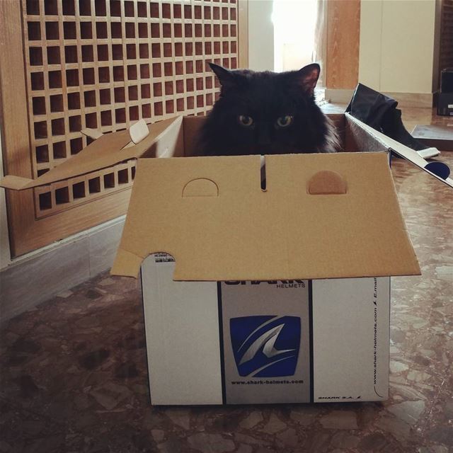 Boxed but free 🐱📦💜  lebanon  cat  blackcat  box  fun  persianangora ... (Jal el Dib)