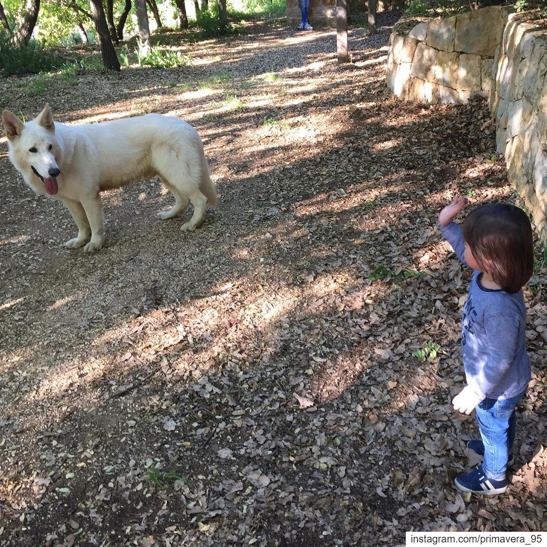  boy  babyboy  dog  swisshepherd  lebanon  nature  outdoors  fun  weekend ... (Btalloun, Mont-Liban, Lebanon)