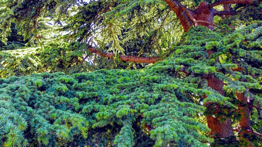Branch your green side!  Lebanon  cedar  sky  forest  liban  nature  scene... (Tannourine Cedars Nature Reserve)