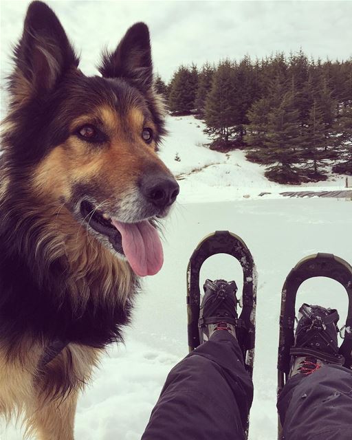 Break by the  lake  snowshoeing with  dodger_thedog ...... (Bâroûk, Mont-Liban, Lebanon)