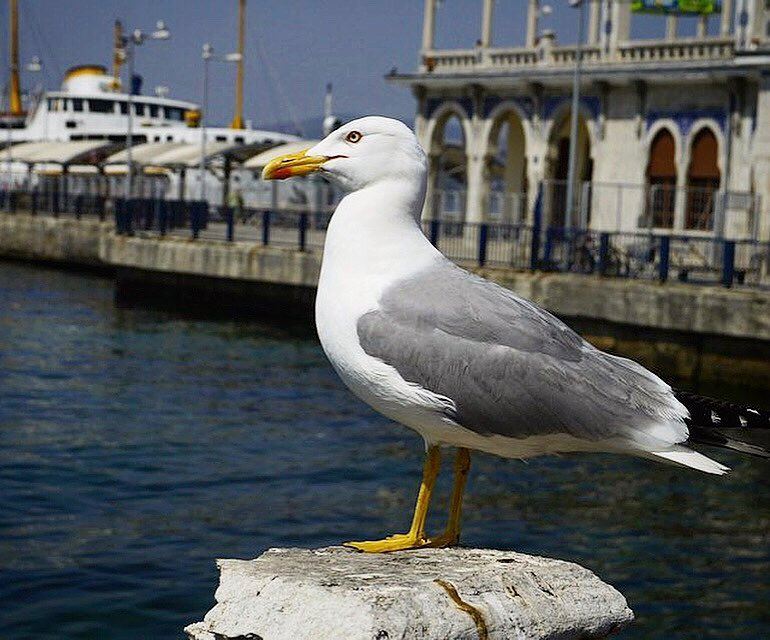 Break Time - Catching Some Sunshine 🦅.📍Turkey | 2013..━ ━ ━ ━ ━ ━ ━ ━ (Princess Island Istambul)