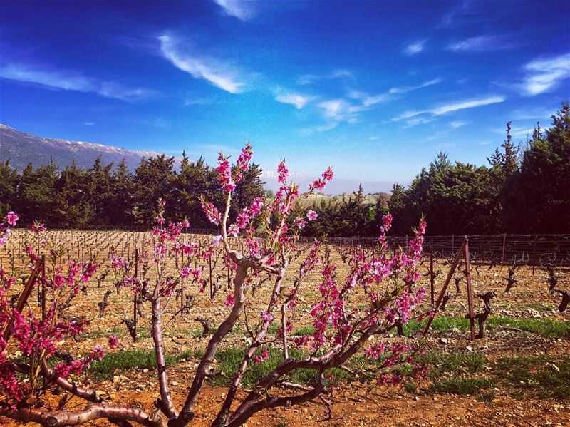  breakweekend  morningsaturday  lovelyplaces lovelymonth  march sun energy... (West Bekaa)