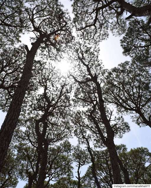  breathe ........... nature  forest  lebanon @showmeleb ...