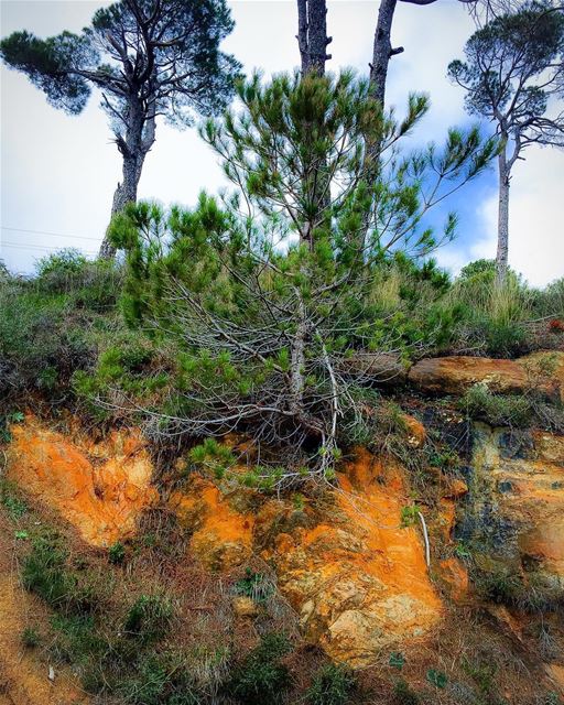 Breathe 🌲 trees  arbre  mountain  montagne  sky  clouds  nature ...