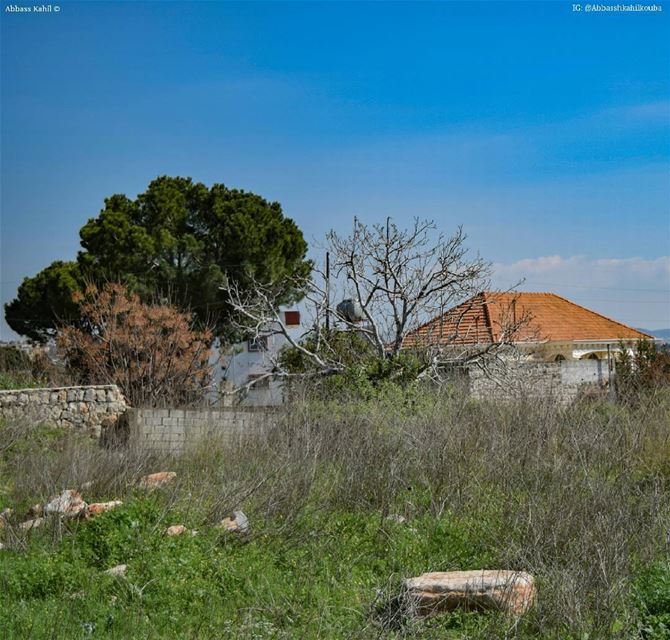 .• " Bricks and trees "• Location: Nabatiyeh City | South of Lebanon @liv