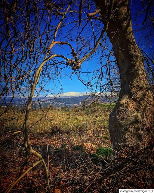 Brittle bones set root in stones ,crisp souls hike the peaks , where one... (Sawfar, Mont-Liban, Lebanon)