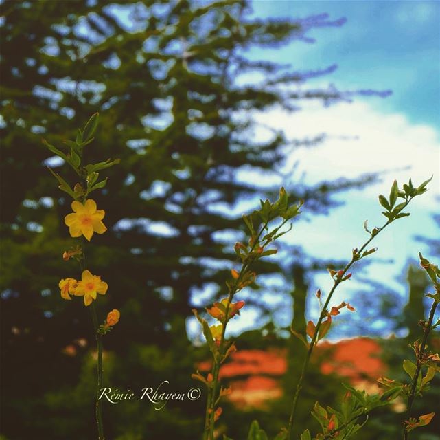 ~🌼🌾🌾~ (Brumana, Mont-Liban, Lebanon)