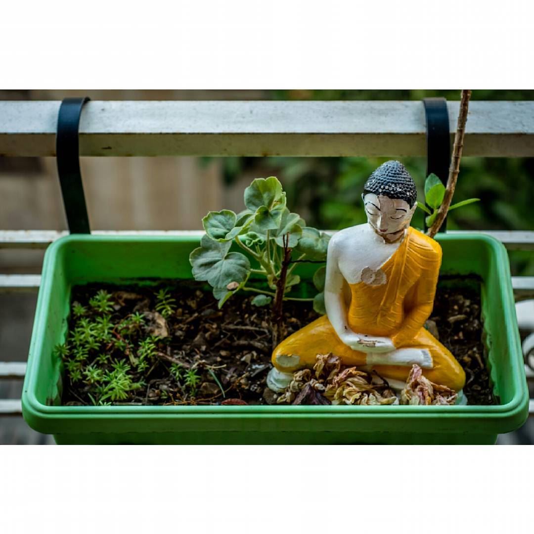  buddha  statue  plant  green  balcony  home  pray  soil  pot  plantpower ...
