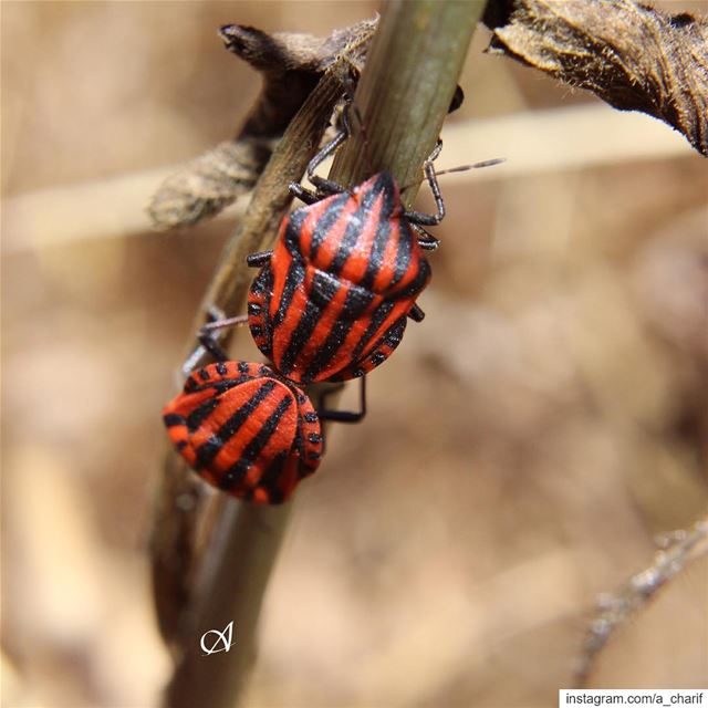  bug  bugs  insect  insects  nature  natgeo  love  naturelovers ... (Jezzîne, Al Janub, Lebanon)