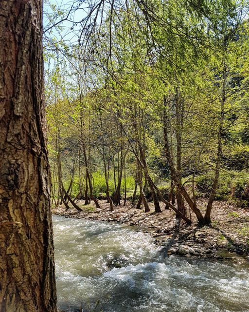 Build a bridge. Get over it.Don't try to steer the river.🌳🍃🌱🌿🍀... (Nahr et Trinjé)