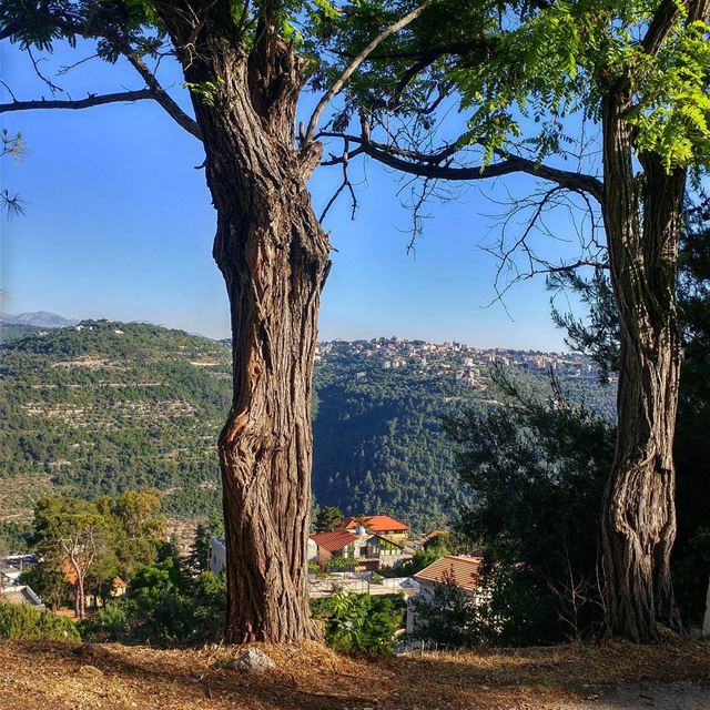 Bummer! Had no time to take pics of the wildflowers everywhere. ... (Dayr Al Qamar, Mont-Liban, Lebanon)