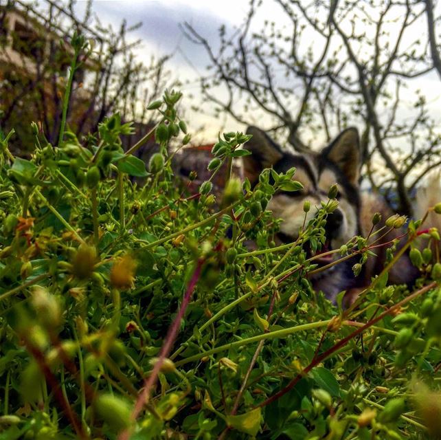  buongiorno  pioggia  nuvole  cloudy  green  gopro  catchmeifyoucan  love ...