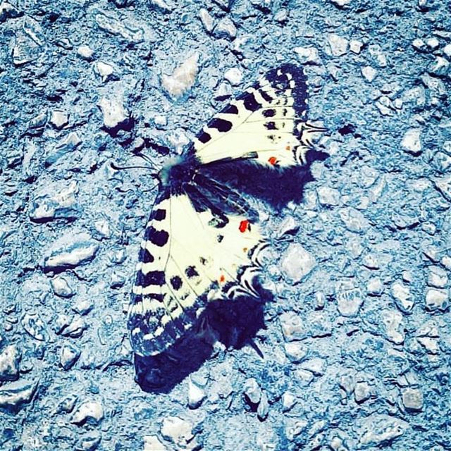Butterflies are the heaven sent kisses of an angel 🦋🍃.Huawei P10 📷.... (جونية - Jounieh)