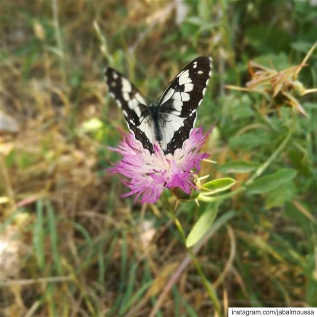 Butterflies... Flowers that fly! 🦋  JabalMoussa  unesco  unescomab ... (Jabal Moussa Biosphere Reserve)