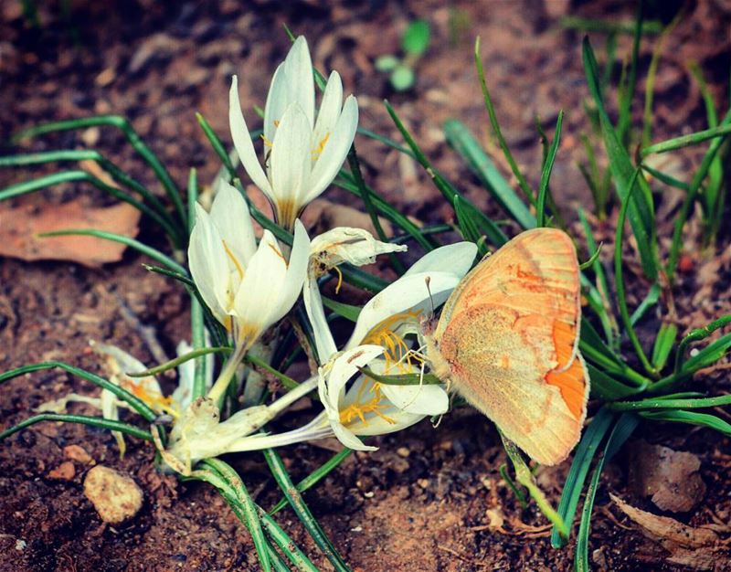  butterfly flowers flower nature natgeo discovery discover broken wing... (Kfarhelda)