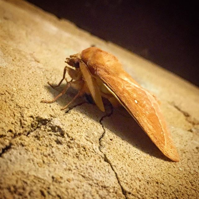  butterfly  golden  wings  insect  crack  igers  igdaily  instagram  photo... (Beirut, Lebanon)