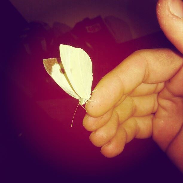  butterfly  hand  lebanon ...