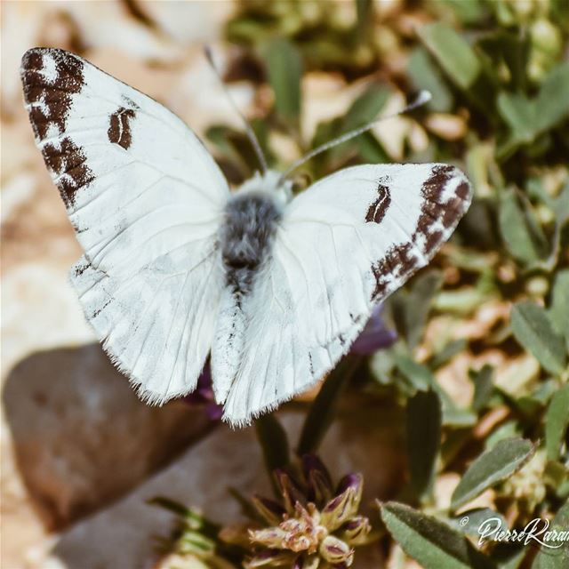  Butterfly  season.. worldtravelbook  passionpassport  visualsoflife ...
