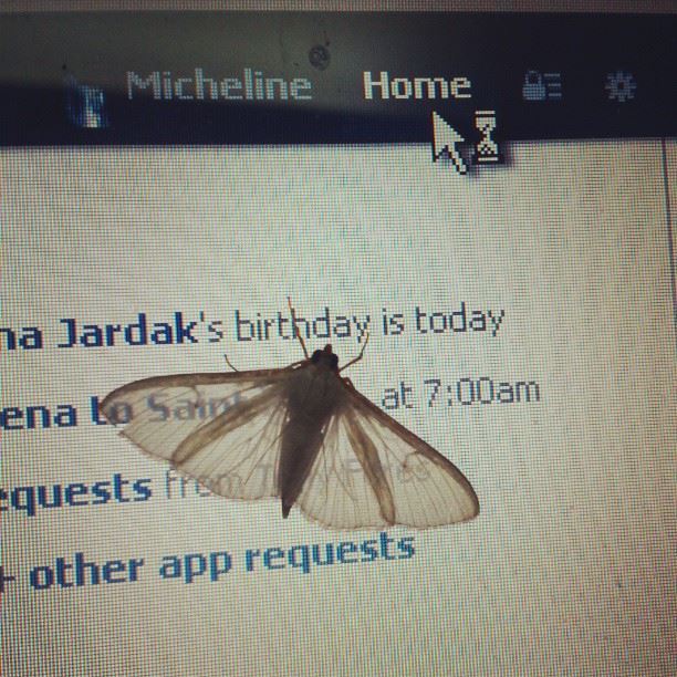 butterfly