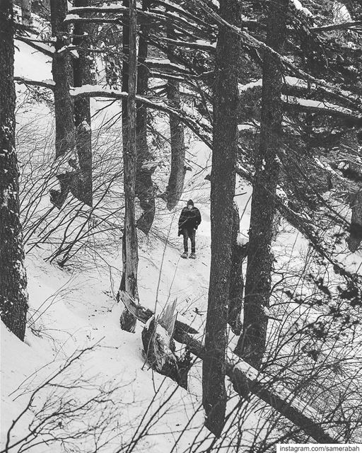 BW forest......... snow  wild  forest  tree  cedars  hiking  art... (Shouf Cedar Ain Zhalta)