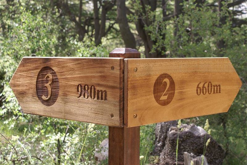 By choosing our path, we choose our destination. ... (Tannourine Cedars Nature Reserve)