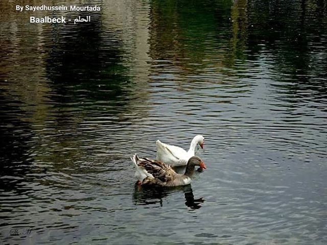 By @saidhousin صباح الخير من بعلبك IloveBaalbeck  Baalbeck ...