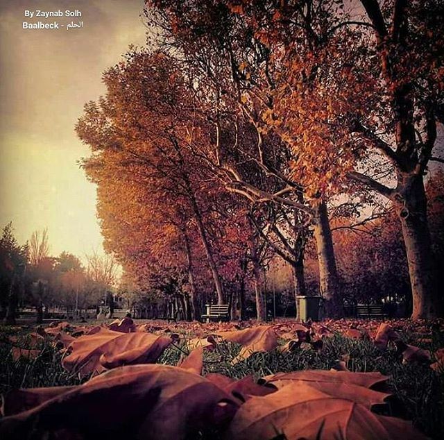 By @zaynab_solhRas El Ain Park مرجة رأس العين  IloveBaalbeck  Baalbeck ...