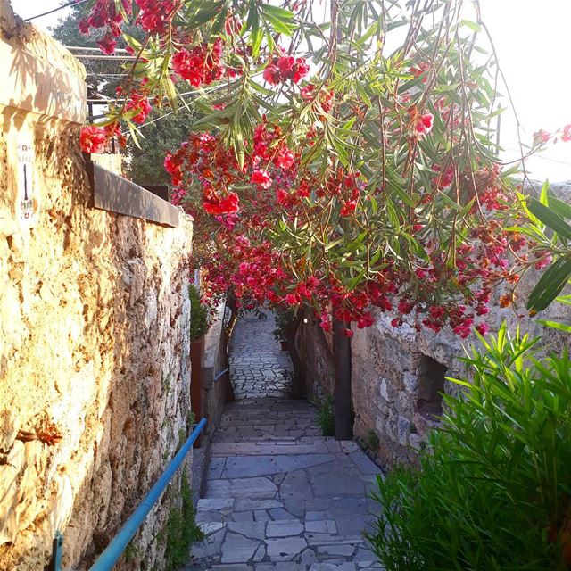  byblos  jbeil  eveningwalk  summervibes  flowers  colorful  meetlebanon ... (Byblos - Jbeil)