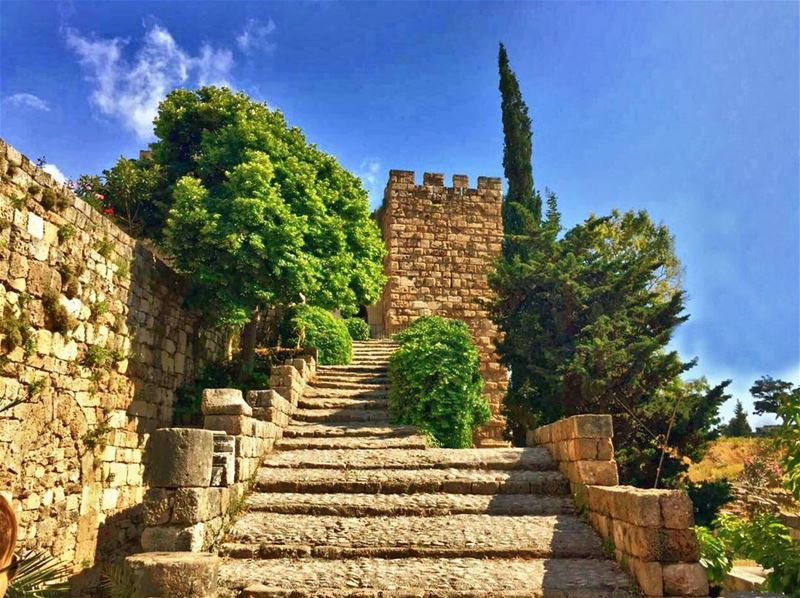 ☉ BybLoS lOvE 🌞 ..•••••••••••••••••••••••••••••• Lebanon  trees ... (Byblos, Lebanon)