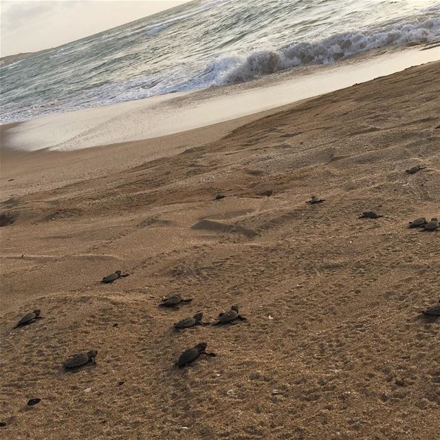 Bye bye baby 🐢🐢🐢🐢 and there they go into the water:) one day old baby... (Soûr, Al Janub, Lebanon)