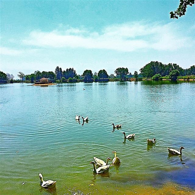 C'est la danse des canards  lake  duck  nature  blue  sky  scenery ... (Taanayel Lake)